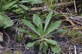 Attēlu rezultāti vaicājumam “Oenothera biennis bud”
