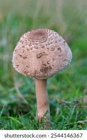 Attēlu rezultāti vaicājumam “Macrolepiota rhacodes”