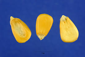 Attēlu rezultāti vaicājumam “Zea mays”