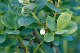 Attēlu rezultāti vaicājumam “Vaccinium uliginosum flower”