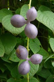Attēlu rezultāti vaicājumam “Cinna latifolia fruit”