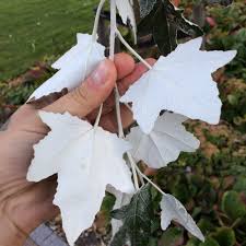 Attēlu rezultāti vaicājumam “Populus alba Nivea”