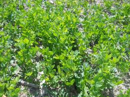 Attēlu rezultāti vaicājumam “Galega orientalis fruit”