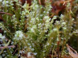 Attēlu rezultāti vaicājumam “Leiocolea rutheana”