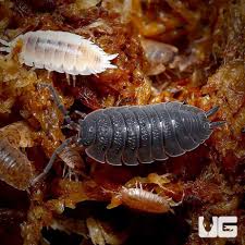 Attēlu rezultāti vaicājumam “Porcellio scaber”