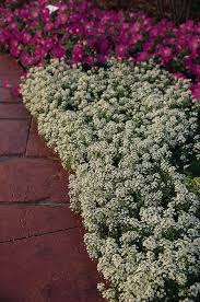Image result for Alyssum diffusum