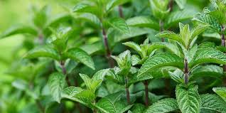 Image result for Pfefferminze