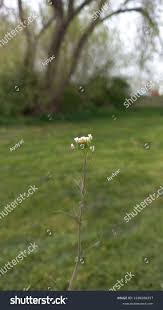 Attēlu rezultāti vaicājumam “Capsella bursa-pastoris bud”