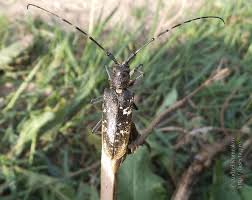 Attēlu rezultāti vaicājumam “Monochamus urussovi”