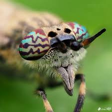 Attēlu rezultāti vaicājumam “Haematopota sp.”