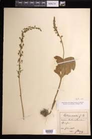 Attēlu rezultāti vaicājumam “Listera ovata flower”