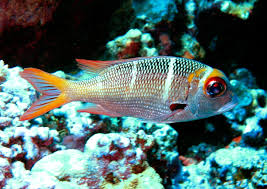 Image result for Monotaxis grandoculis