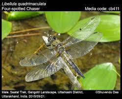 Attēlu rezultāti vaicājumam “Libellula quadrimaculata imago”