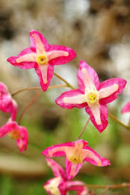 Attēlu rezultāti vaicājumam “Epimedium alpinum”