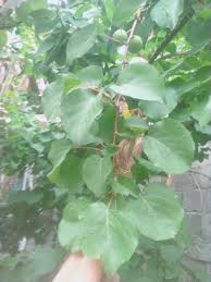 Attēlu rezultāti vaicājumam “Prunus armeniaca leaf”