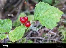 Attēlu rezultāti vaicājumam “Rubus saxatilis fruit”