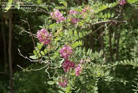 Attēlu rezultāti vaicājumam “Robinia neomexicana fruit”