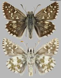 Attēlu rezultāti vaicājumam “Pyrgus alveus”