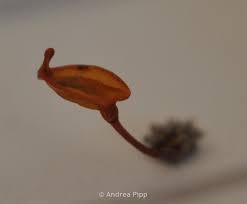 Attēlu rezultāti vaicājumam “Buxbaumia aphylla sporophyte”