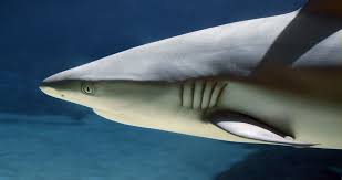 Image result for Carcharhinus limbatus