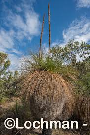 Attēlu rezultāti vaicājumam “Xanthorrhoeaceae”