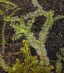 Attēlu rezultāti vaicājumam “Chiloscyphus”