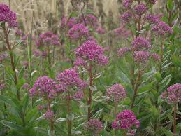 Attēlu rezultāti vaicājumam “Hylotelephium telephium”