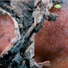 Attēlu rezultāti vaicājumam “Lachnum corticale”