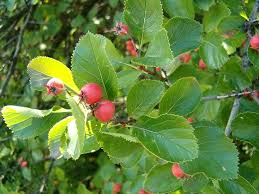 Attēlu rezultāti vaicājumam “Crataegus persimilis”
