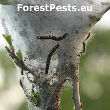 Attēlu rezultāti vaicājumam “Eriogaster lanestris”