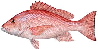 Image result for Lutjanus colorado