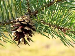 Attēlu rezultāti vaicājumam “Pinus sylvestris var. turfosa”
