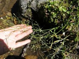 Attēlu rezultāti vaicājumam “Stellaria longifolia”