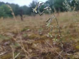 Attēlu rezultāti vaicājumam “Silene chlorantha”