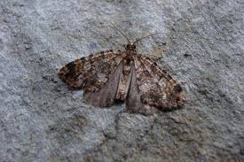 Attēlu rezultāti vaicājumam “Hydriomena furcata”