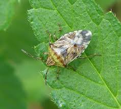 Attēlu rezultāti vaicājumam “Elasmucha grisea imago”