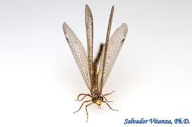 Attēlu rezultāti vaicājumam “Myrmeleontidae”