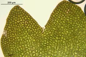 Attēlu rezultāti vaicājumam “Gymnocolea inflata”