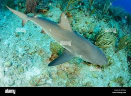 Image result for Carcharhinus perezii