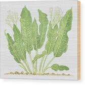 Attēlu rezultāti vaicājumam “Armoracia rusticana leaf”