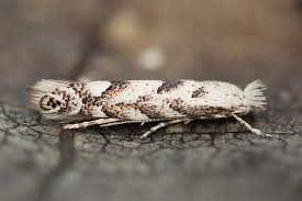 Attēlu rezultāti vaicājumam “Phyllonorycter apparella”