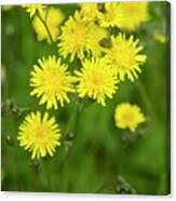 Attēlu rezultāti vaicājumam “Hieracium umbellatum”