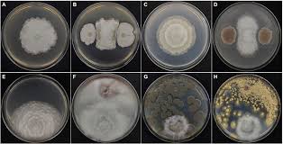 Attēlu rezultāti vaicājumam “Trichia alpina spores”