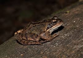 Attēlu rezultāti vaicājumam “Rana temporaria adult”