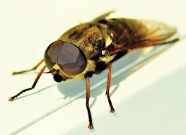 Attēlu rezultāti vaicājumam “Tabanidae”