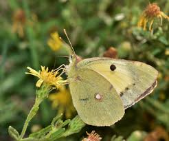 Attēlu rezultāti vaicājumam “Colias croceus underside”