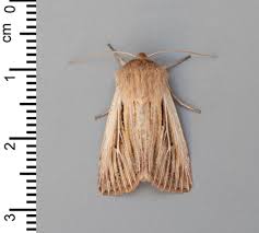 Attēlu rezultāti vaicājumam “Leucania comma”