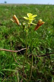 Attēlu rezultāti vaicājumam “Diplotaxis muralis”