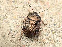 Attēlu rezultāti vaicājumam “Adomerus biguttatus”