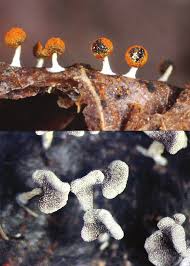 Attēlu rezultāti vaicājumam “Physarum melleum macro”